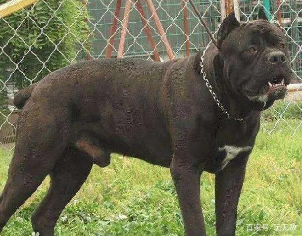 常见狗狗的品种及介绍大全,各种厉害的狗狗品种大全