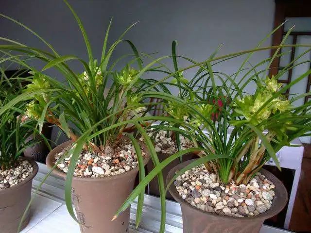 我心目中的月季,我心目中排第一的蝴蝶兰