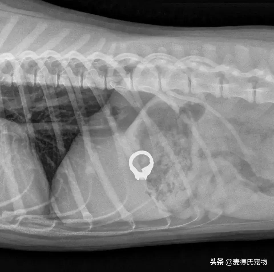 英斗不爱动正常吗,英斗懒得不想出门