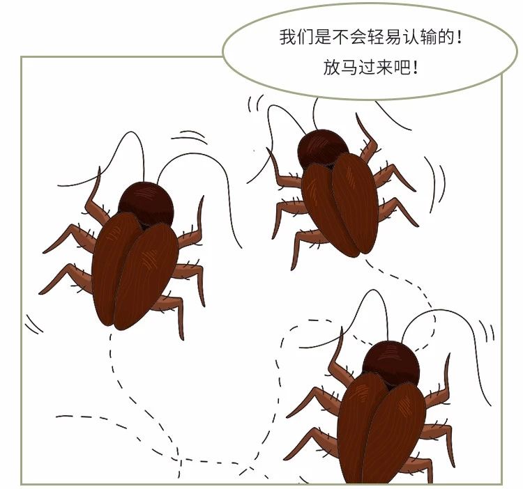 蟑螂卵都不剩的灭蟑方法,彻底消灭蟑螂老窝