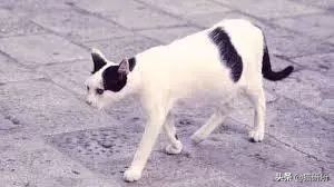 可爱又萌的小奶猫,软萌小奶猫全部视频