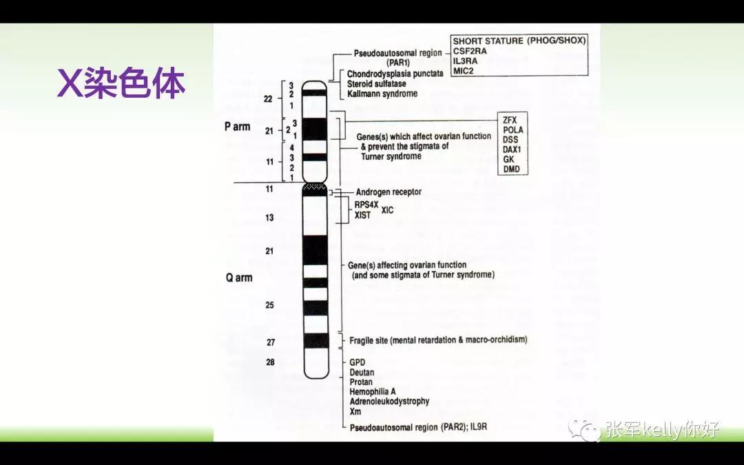 Turner综合征的指南学习