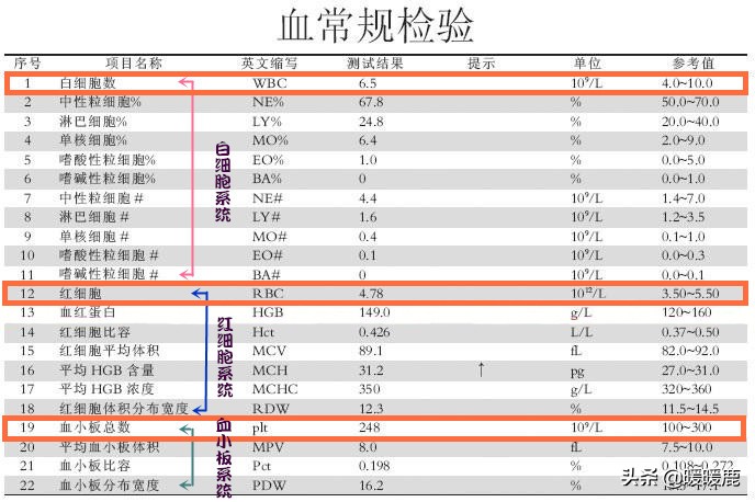 孕妇血常规的血红蛋白、血细胞和血小板代表什么,孕期贫血怎么办