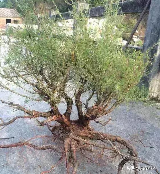 岗松盆景移栽,岗松盆景风景