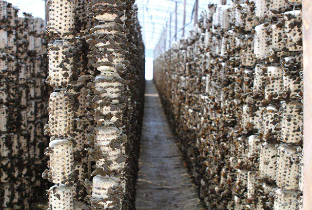 小木耳养殖致富,小木耳菌种怎么种植呢