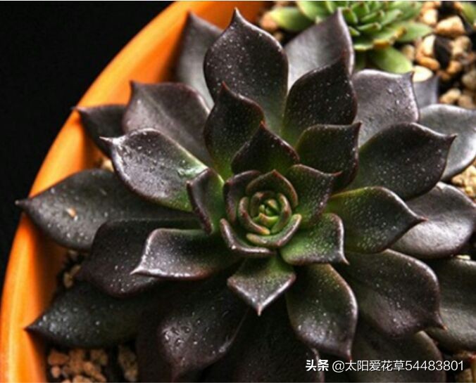 黑王子怎么养护多肉,夏季怎么养多肉黑法师避免成光杆
