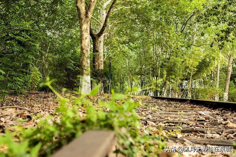 济南秋天的法国梧桐,济南一颗梧桐树