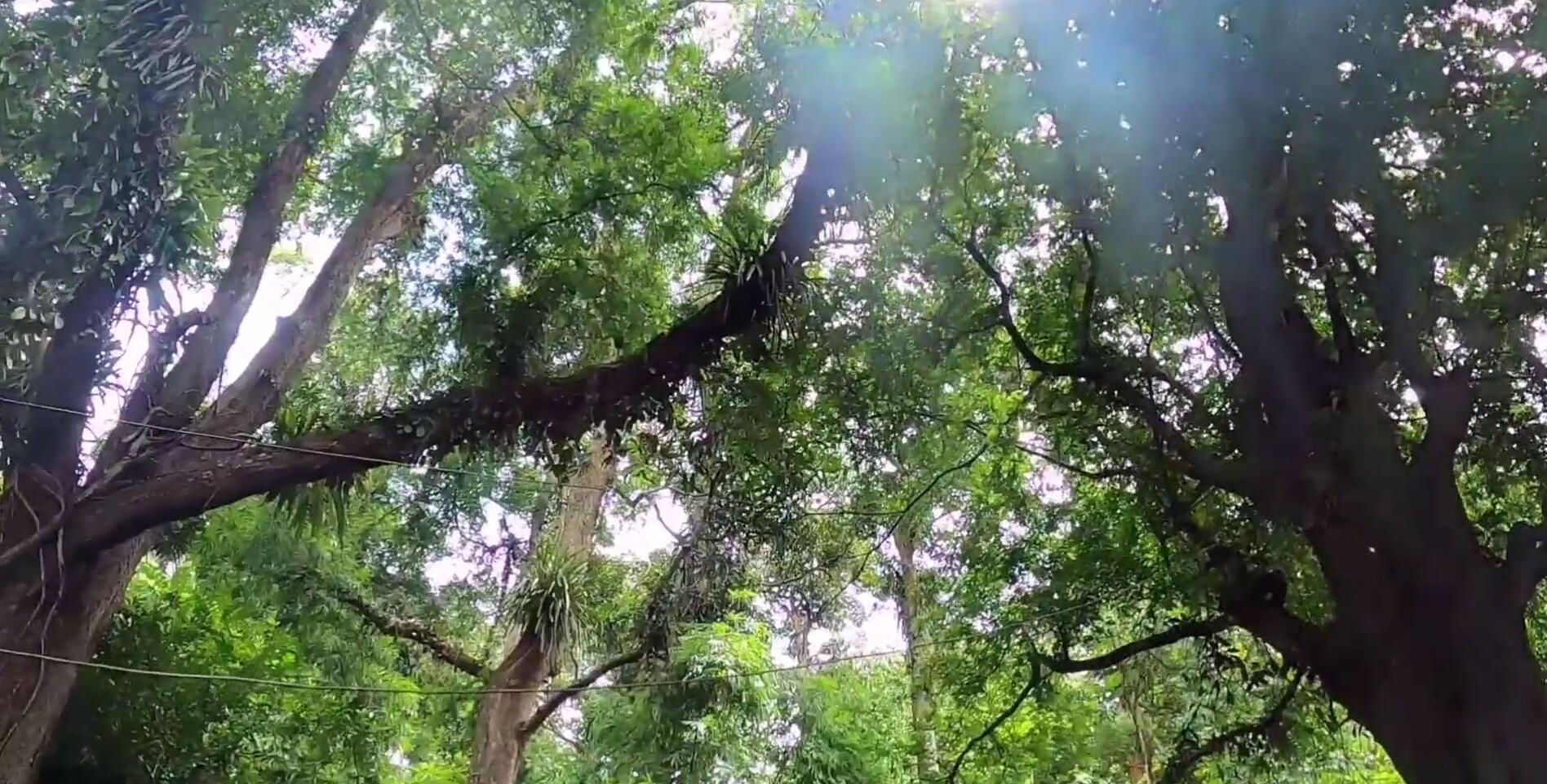 西双版纳热带雨林导游,西双版纳热带雨林谷导游