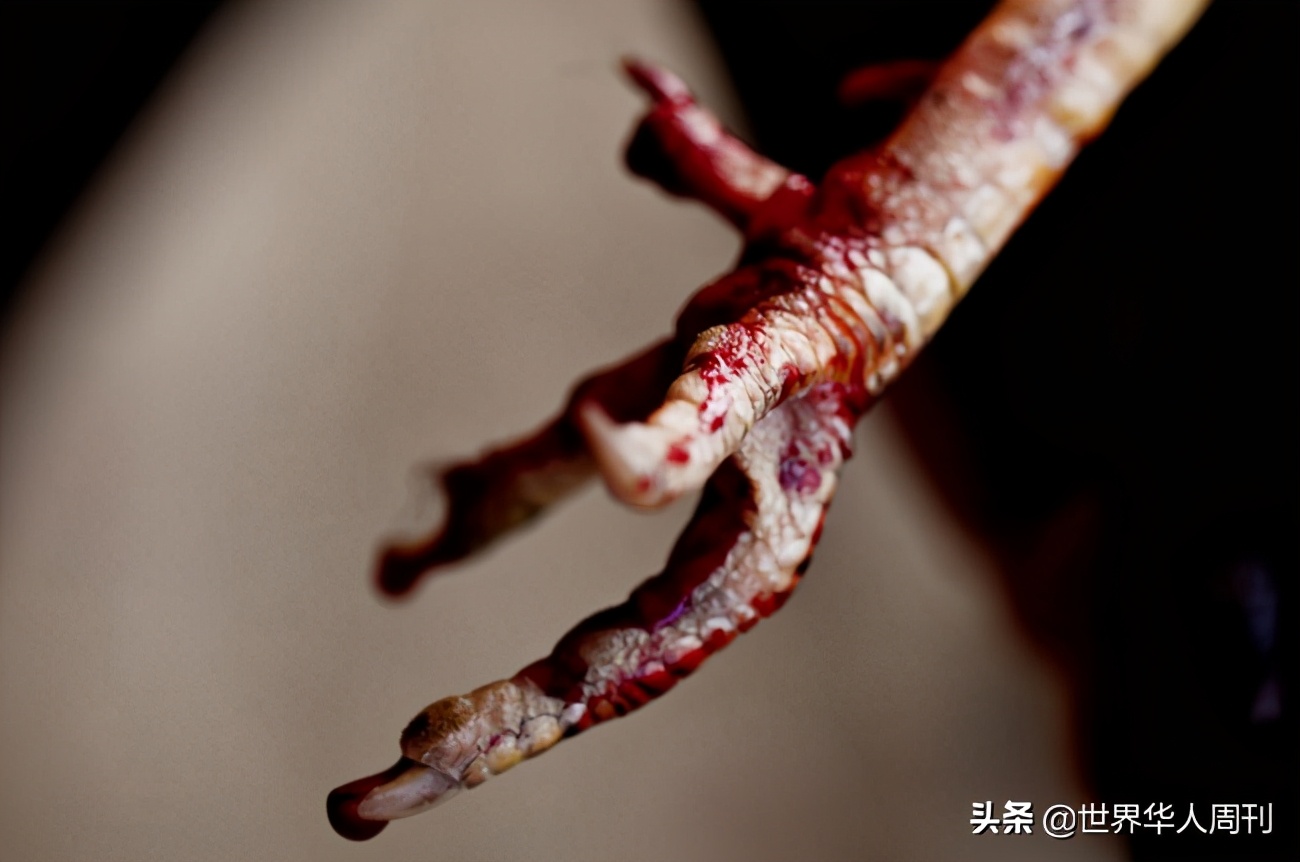 菲律宾一警察被一只公鸡杀死,斗鸡与菲律宾斗鸡打架