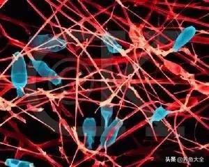 养鱼的硝化系统,养鱼必备硝化菌