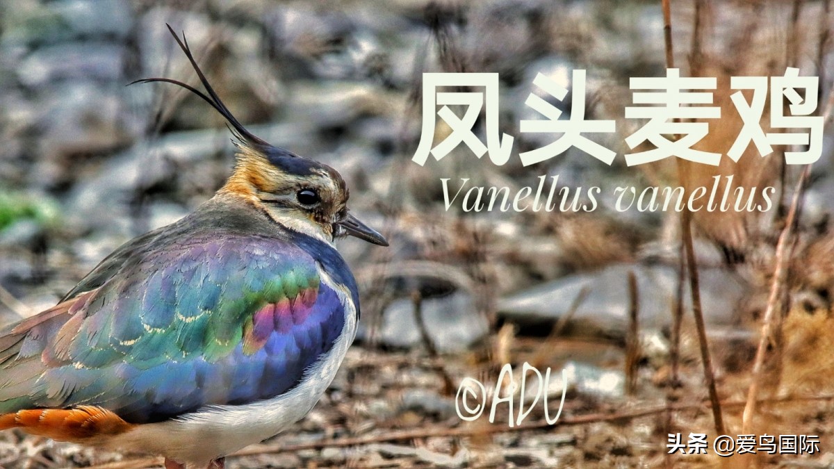 鐖遍笩绉戞櫘楦熺被鎽勫奖,鐖遍笩鎶ら笩绉戞櫘