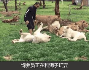 老虎：这是我准备养大吃的，你来凑什么热闹