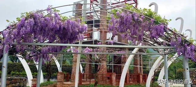 精品紫藤品种,名藤花卉紫藤