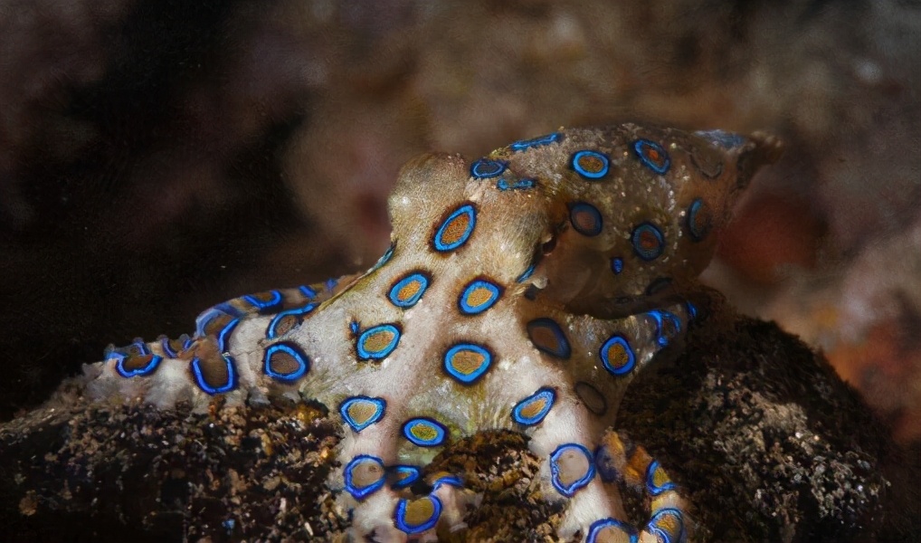 被蓝环章鱼咬了的幸存案例,被蓝环章鱼咬到的人昏迷视频