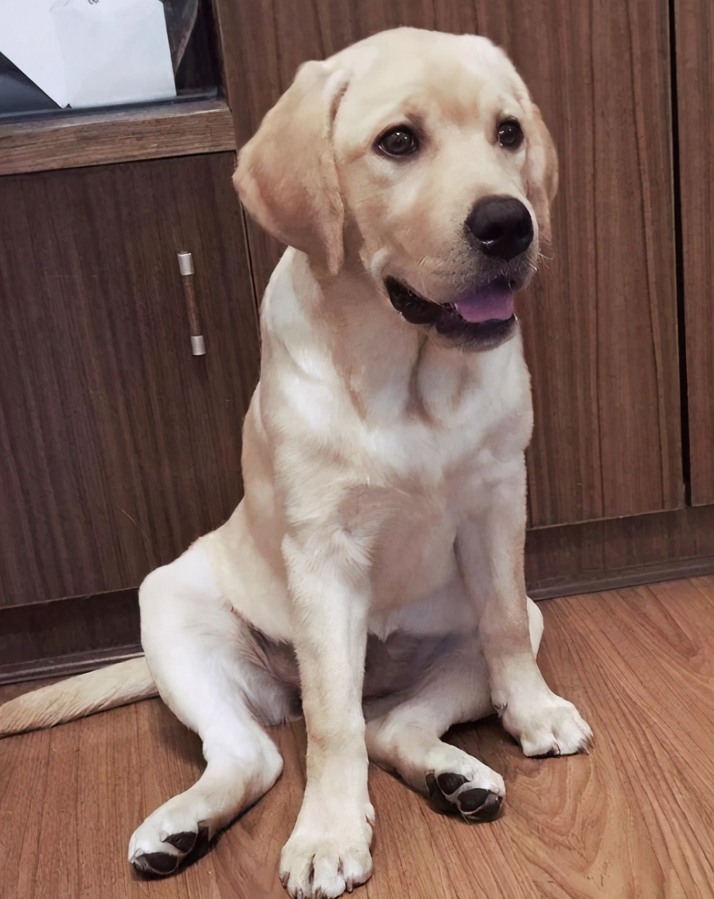 拉布拉多身体发抖是怎么办,拉布拉多总是发抖怎么回事