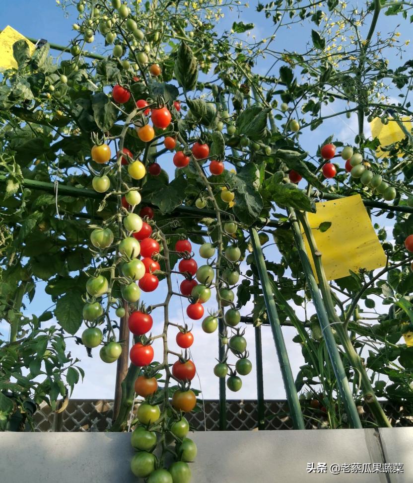 阳台种菜有小蚊子小虫子怎么办,种菜土有小虫
