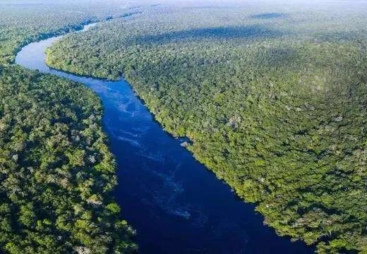 蛇类的寿命一般是多久呢,蟒蛇可以活多少年