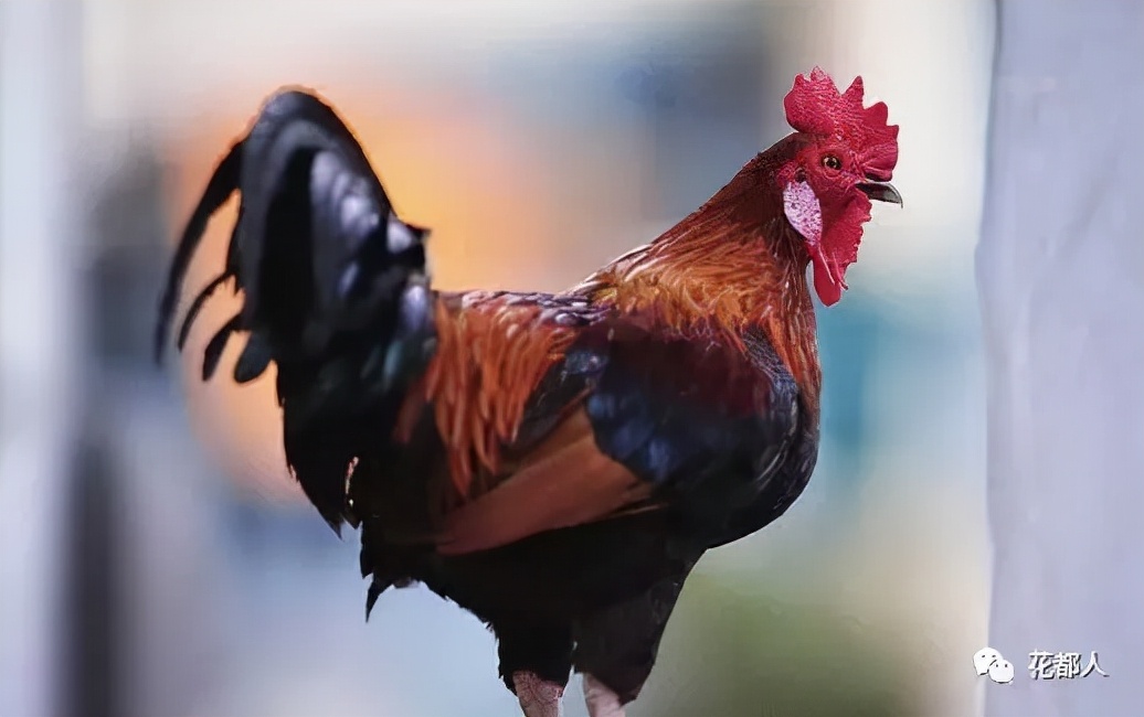 消失的十大行当,阉鸡手艺人