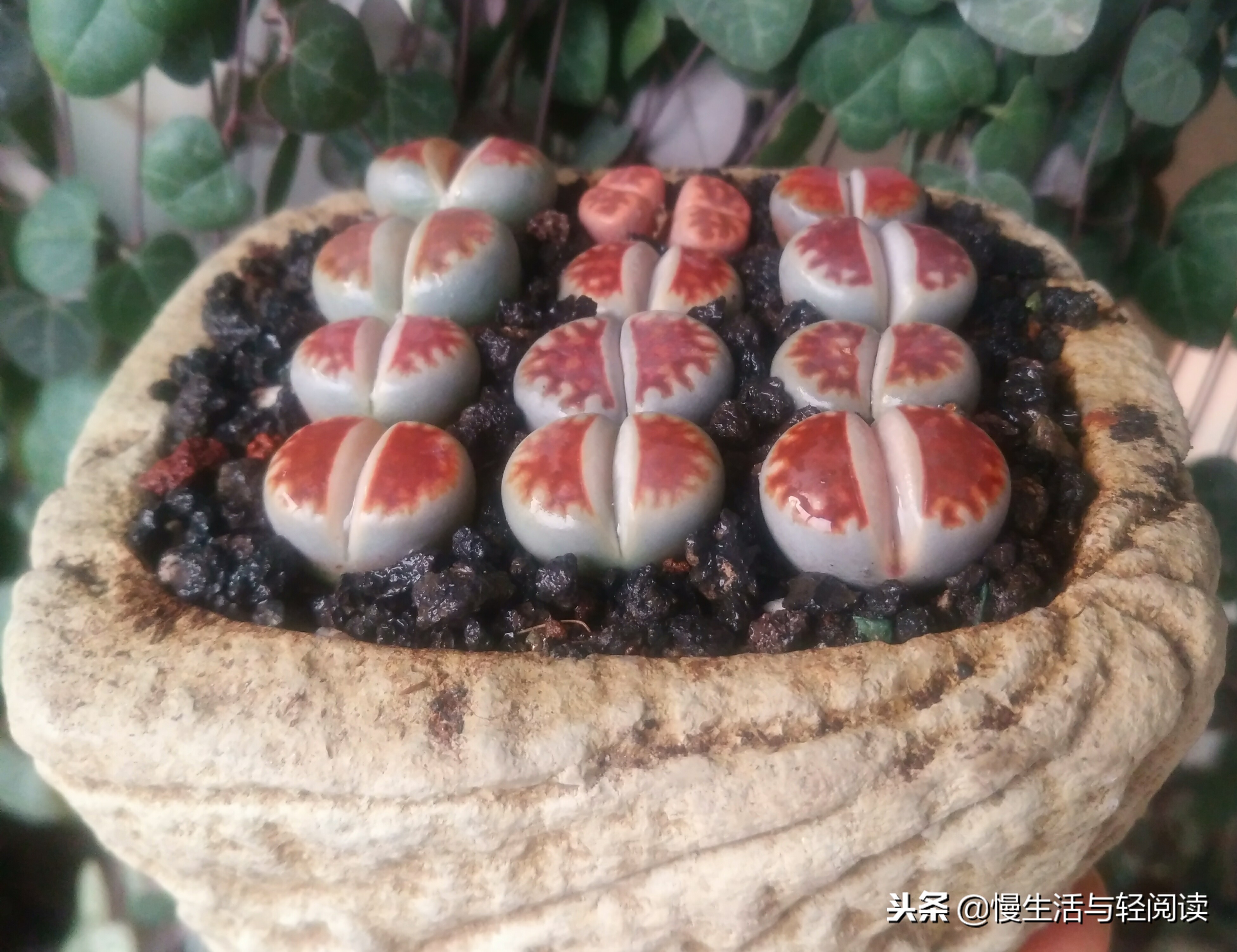 《慢生活·轻阅读》1480期