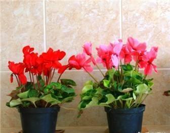 养仙客来怎么浇水,夏季仙客来浇水后叶子打蔫怎么办