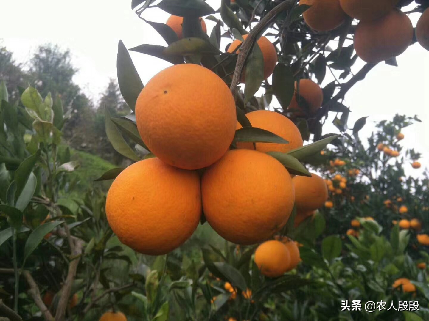 柑橘流胶病树脂病专用药,氟啶胺对柑橘树脂病有效吗