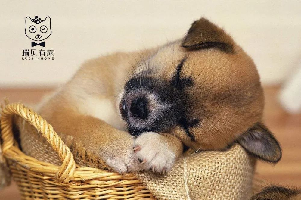 狗狗趾间炎皮肤溃烂怎么治疗,狗狗经常皮肤痒用什么药洗澡