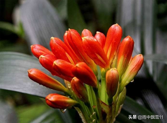 君子兰不开花用什么方法能开花,养护君子兰牢记15个字不愁不开花