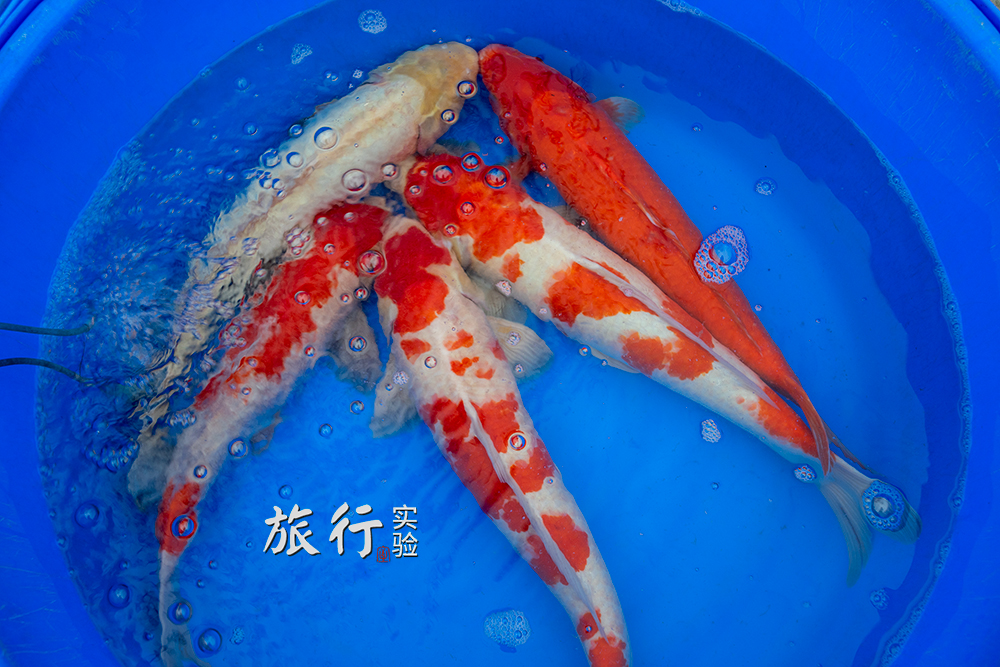 一周一次的宠物市场,天津适合带宠物去游玩的地方