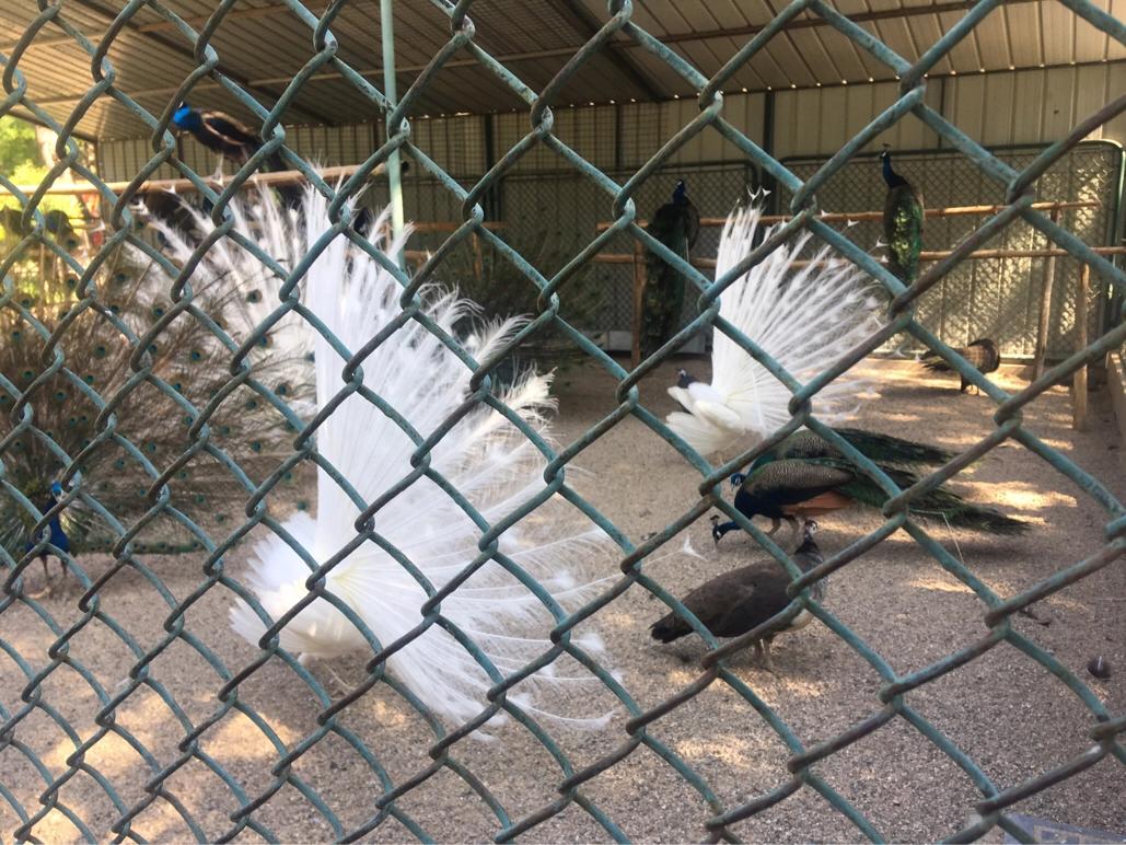 保定动物园视频,保定动物园通知