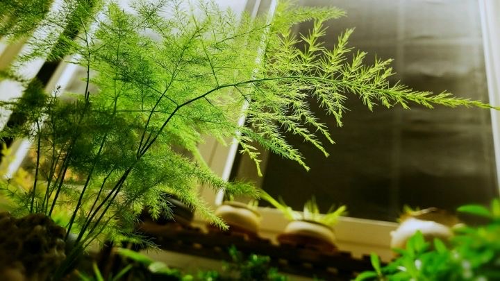 文竹黄叶一定要剪掉，做好“3件事”，新芽不停长，如层层翠云