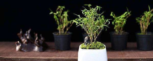 盆栽竹子哪个品种最好养,家里怎么养盆栽竹子