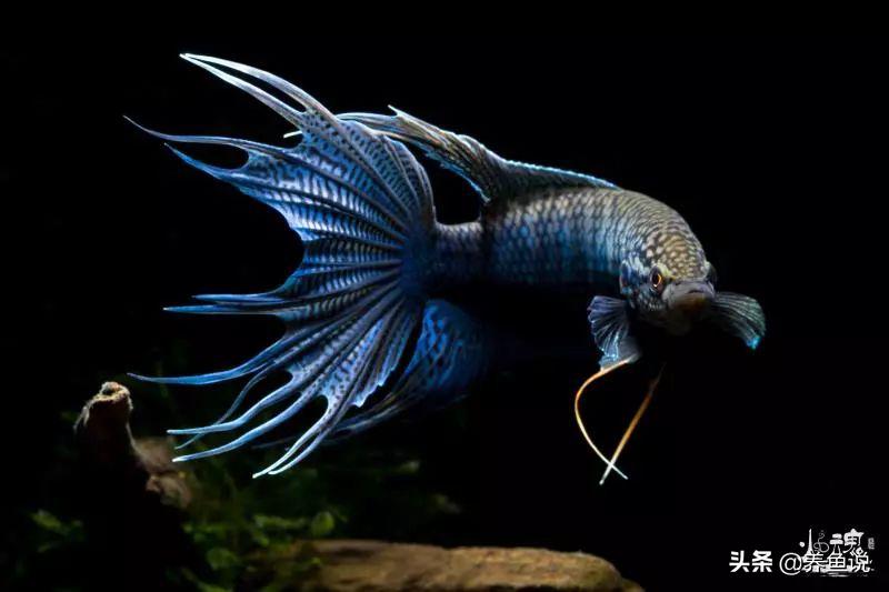 儿时池塘里的小鱼儿,如今已登上国内最大观赏鱼比赛舞台