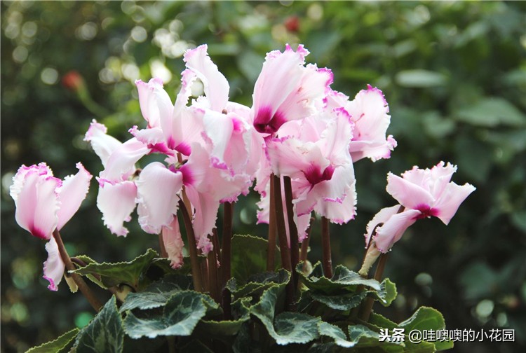 仙客来移盆倒伏的补救方法,仙客来花朵出现倒伏的原因