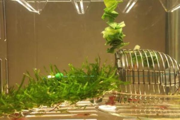 樱花虾水温30度有危险吗,樱花虾适合什么水质