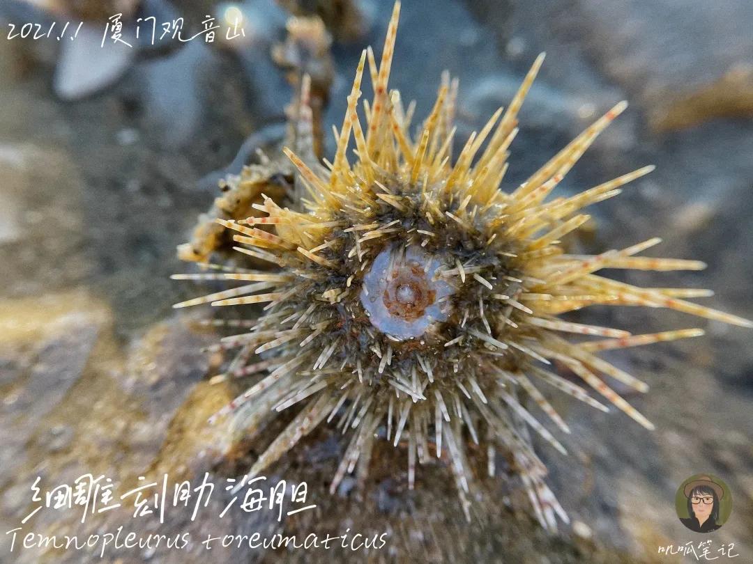 鼓浪屿赶海抓虫,鼓浪屿赶海佛手螺