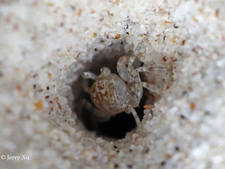 听说过网红猫岛、猪岛，见识过真正硬核的“蟹岛”吗？