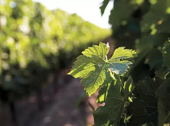 酿酒大师藏酒篇,酿酒大师酱香酒