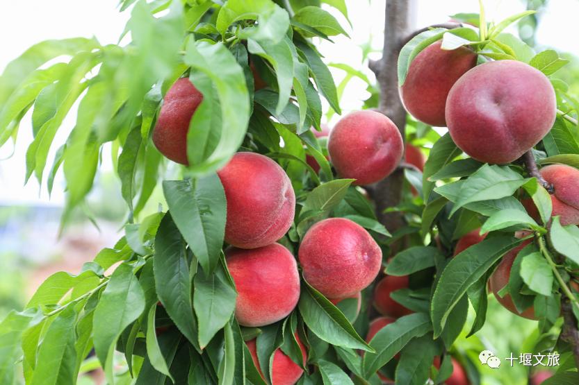 十堰新鲜采摘桃,十堰西沟桃子