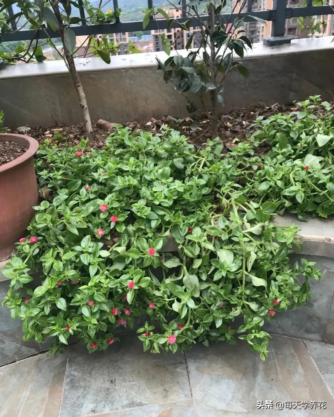 8种夏天常吃的花，清热降火，越吃越健康