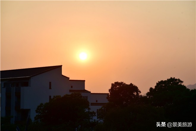 佛山南丹山有株鹦鹉树，几百只鹦鹉在晒秋取暖准备过冬