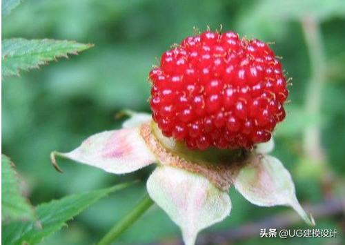 童年吃的野果视频,童年回忆农村人最爱的6大野果