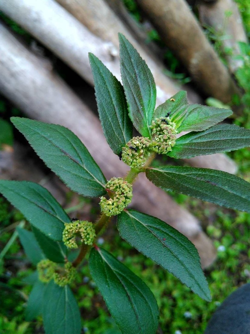 飞扬草的种类,飞扬草也叫什么名字