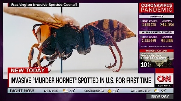 杀人蜂为什么那么可怕,杀人蜂到底有多厉害