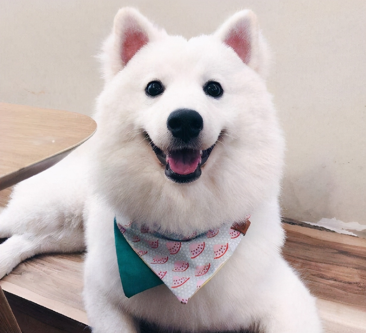 狗狗冬天暖宝宝,适合抱着睡觉的狗狗