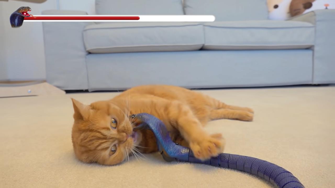 猫咪把塑料吃进肚子里怎么办,猫咪吃塑料袋子是什么原因