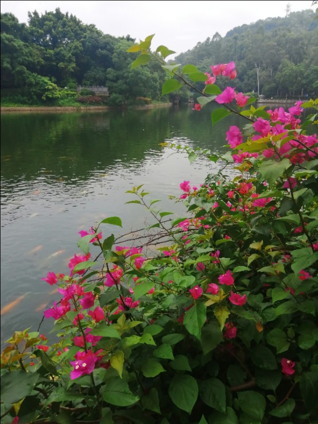 东莞旗峰公园掠影,东莞旗峰公园大体俯视图片