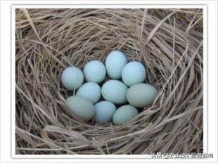 东乡绿壳蛋鸡养殖前景,中国绿壳蛋鸡养殖基地