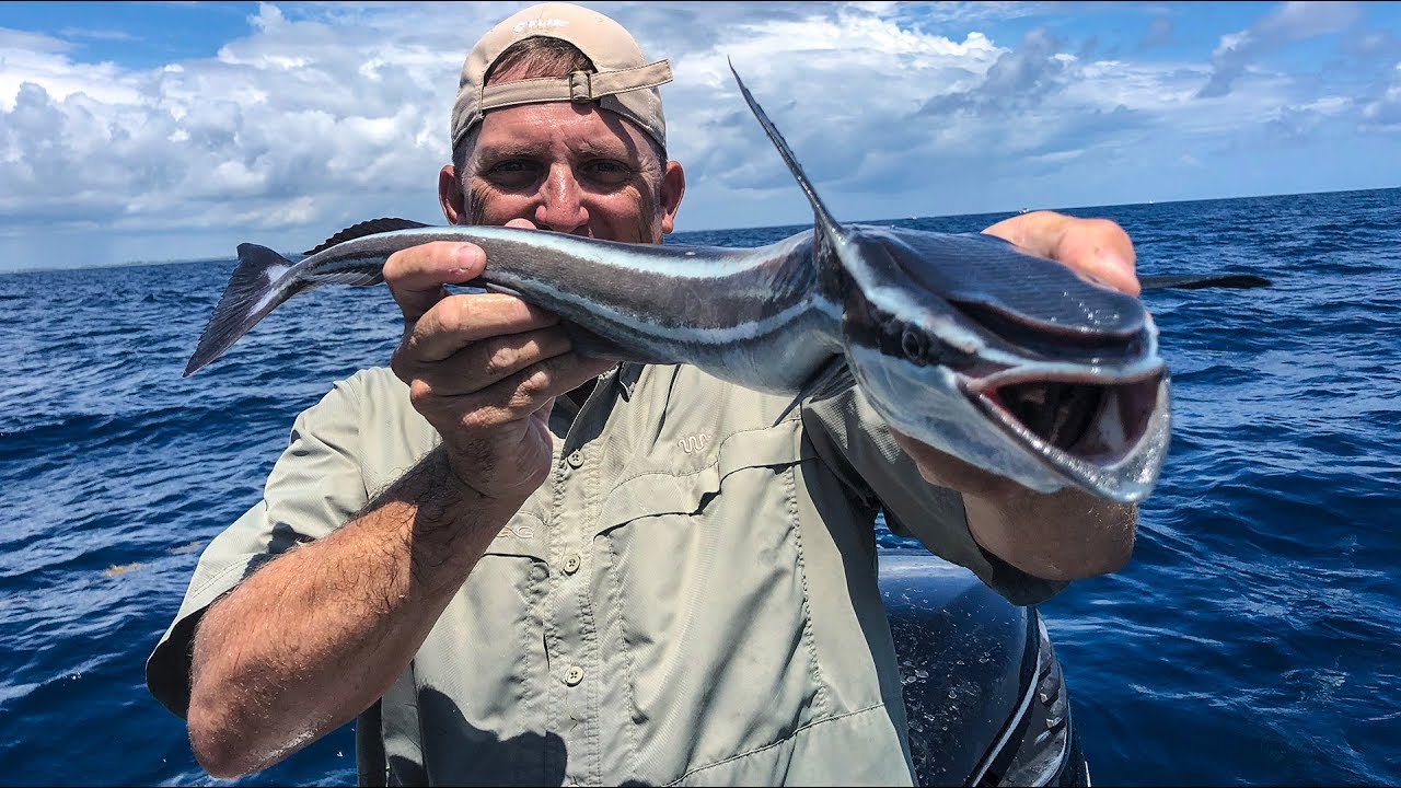 敢在鲨鱼背上撒野的吸盘鱼，曾被当做“猎鱼”，最爱搭顺风车周游