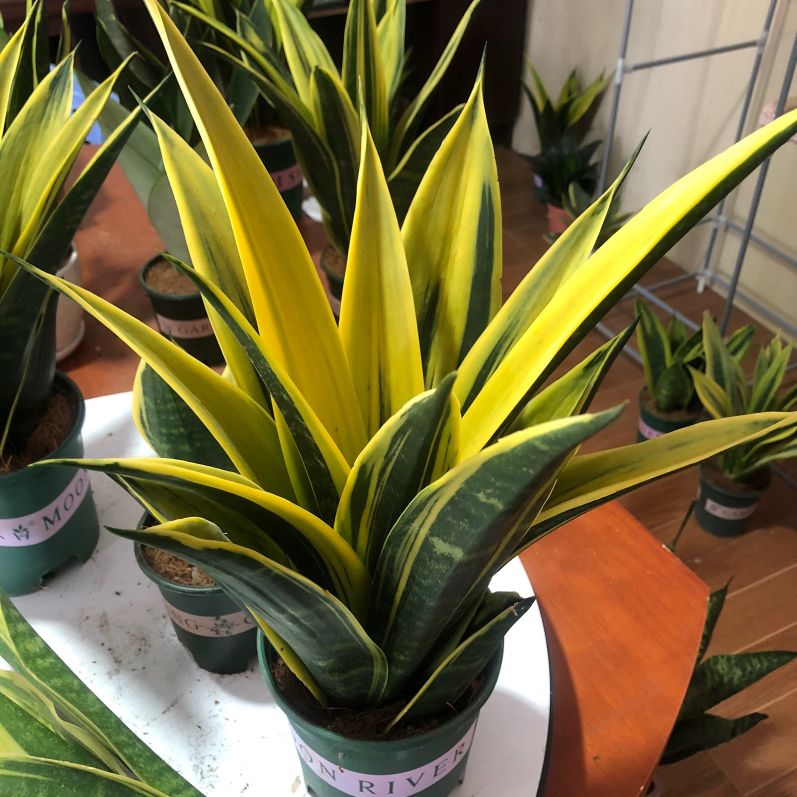 十大最好养的绿萝花,九种养不死的花