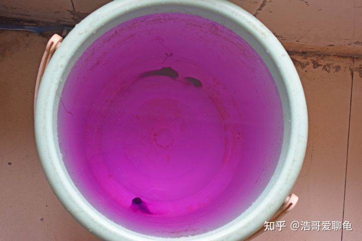 宠物龟常见病诊断和治疗系列1——腐皮